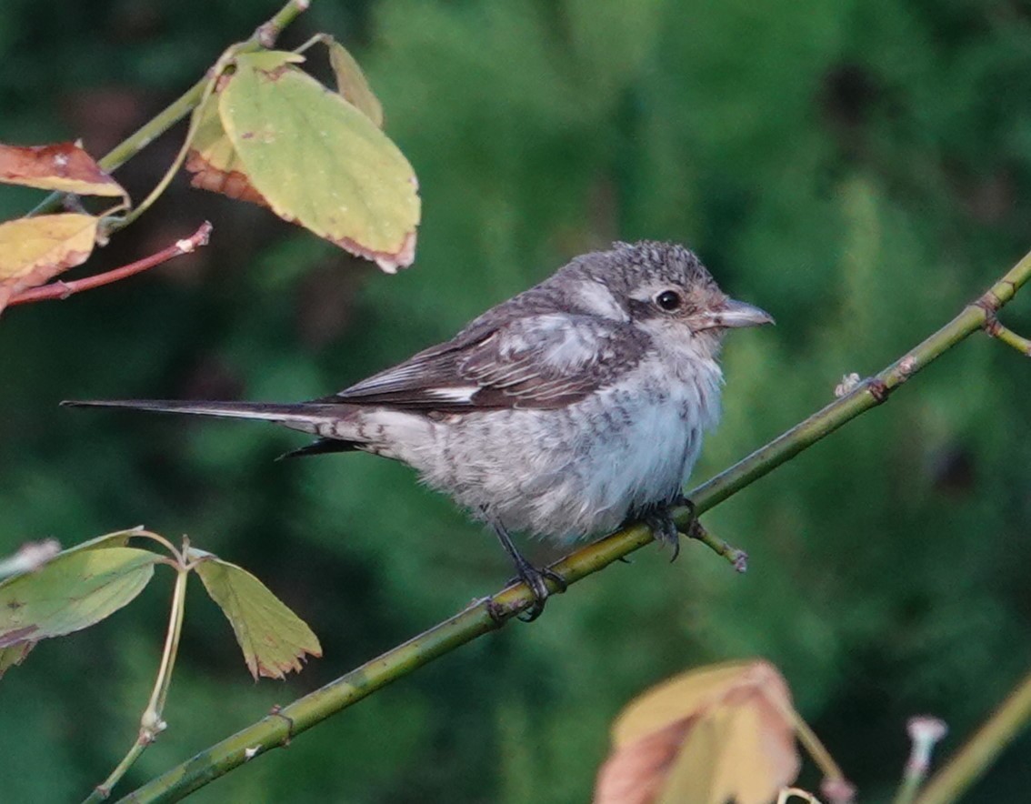 Masked Shrike - ML644144705