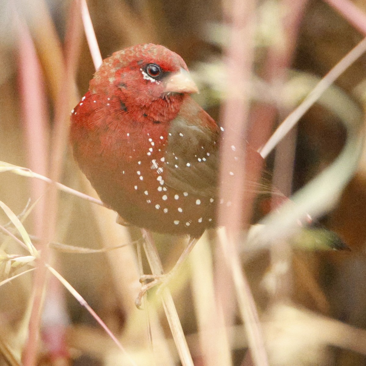 Red Avadavat - ML644144710