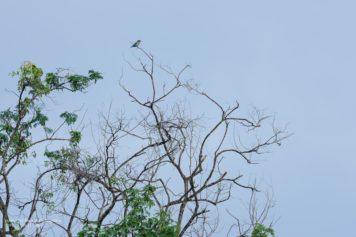 Indian Roller - ML644144713