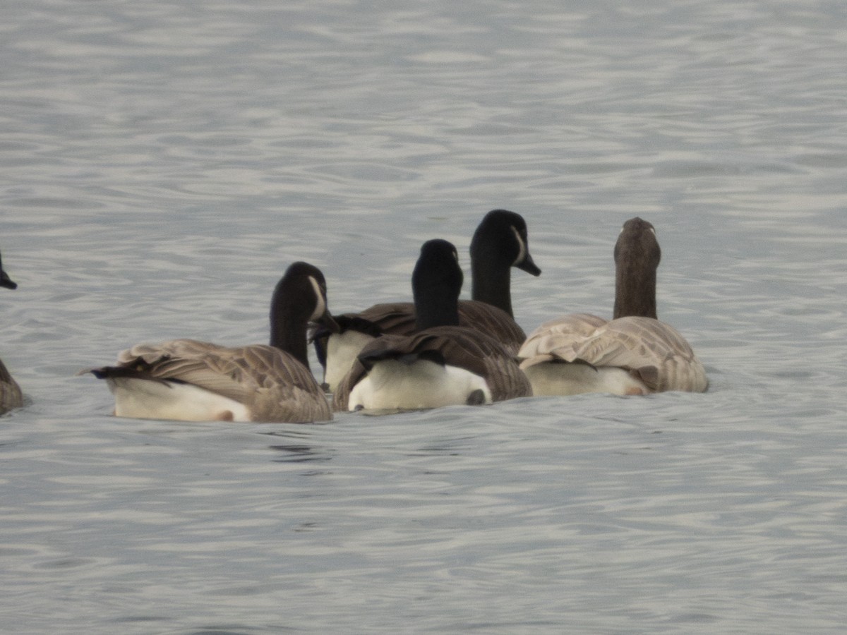 Canada Goose - ML644144719