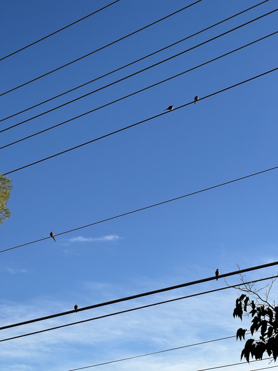 Mourning Dove - ML644144737