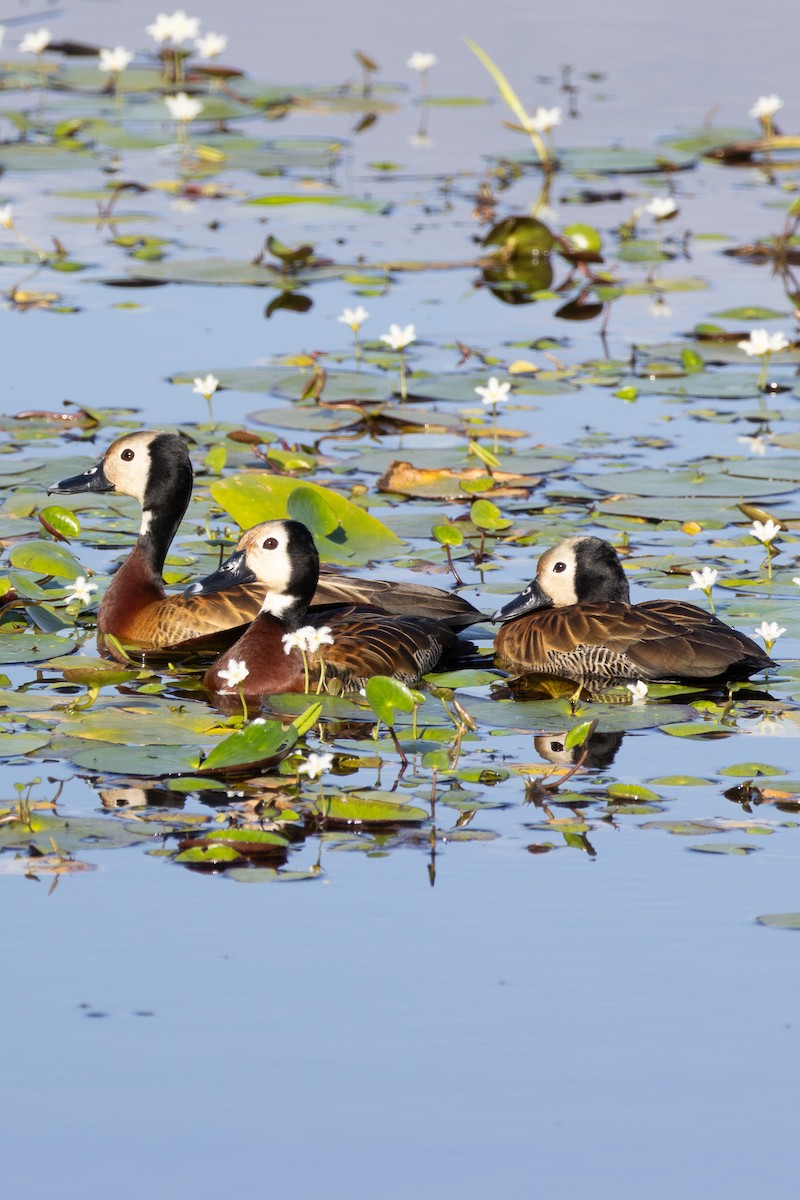 White-faced Whistling-Duck - ML644144745
