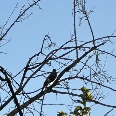 Northern Flicker - ML644144746