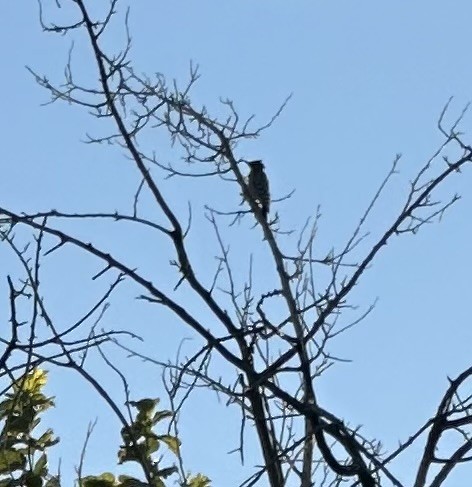 Ladder-backed Woodpecker - ML644144751