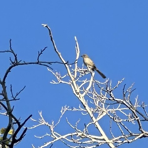 Northern Mockingbird - ML644144757