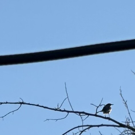 Northern Mockingbird - ML644144758