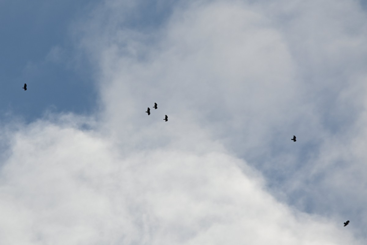 ヒメコンドル - ML644144762