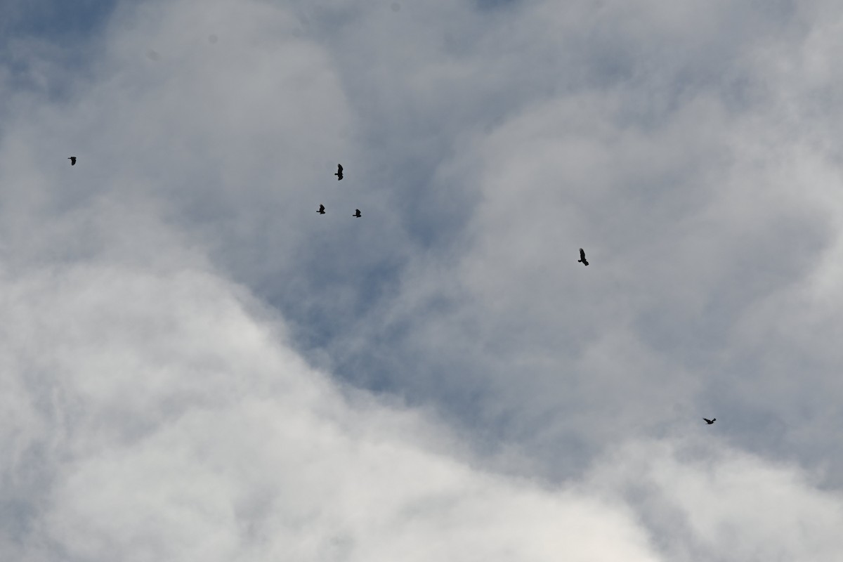 ヒメコンドル - ML644144763