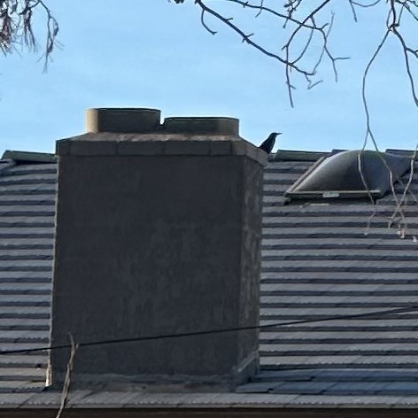 Great-tailed Grackle - ML644144764