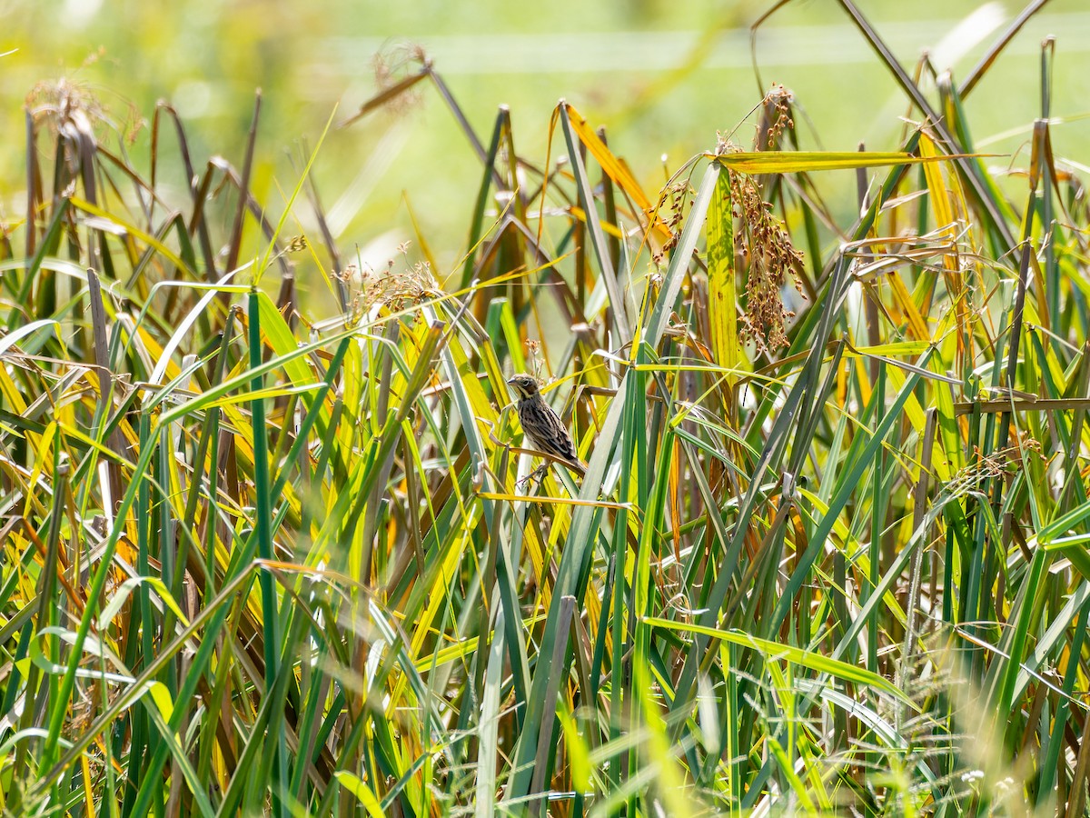 Шар нүдэн хөмрөг - ML644144765