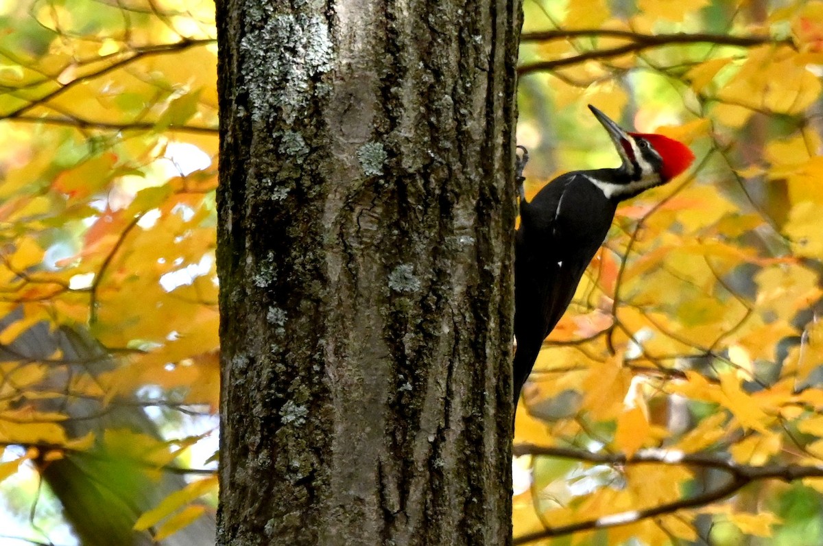 エボシクマゲラ - ML644144775