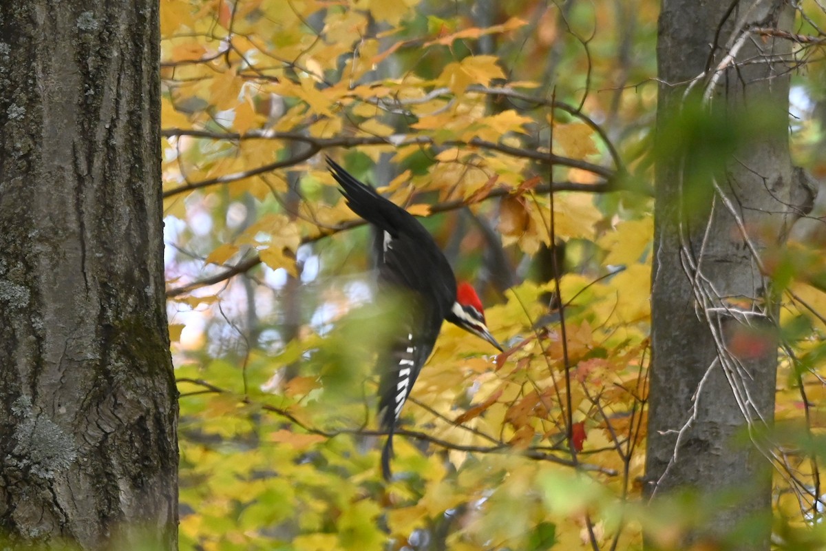 エボシクマゲラ - ML644144776