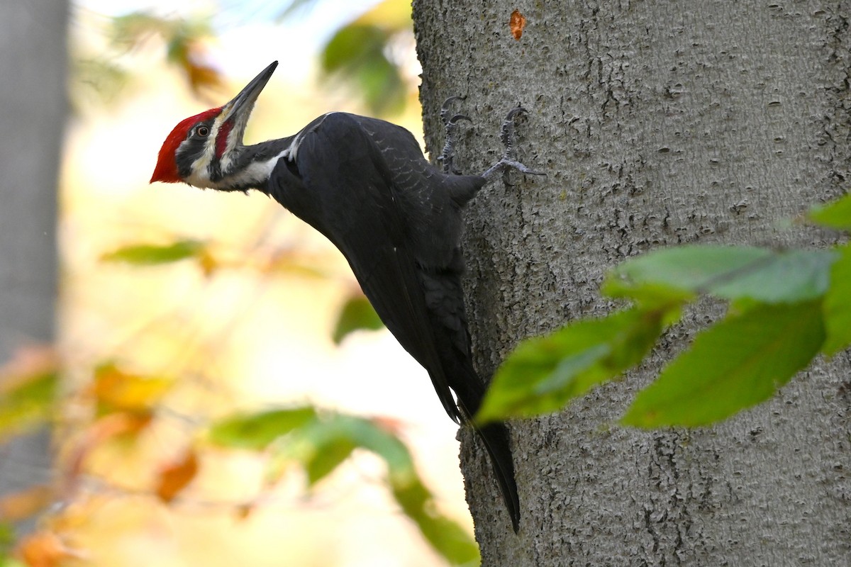 エボシクマゲラ - ML644144779