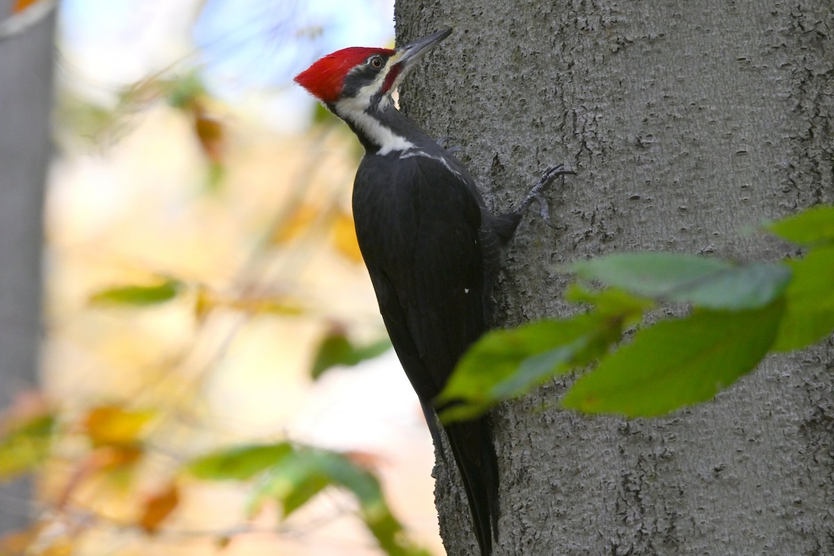 エボシクマゲラ - ML644144780