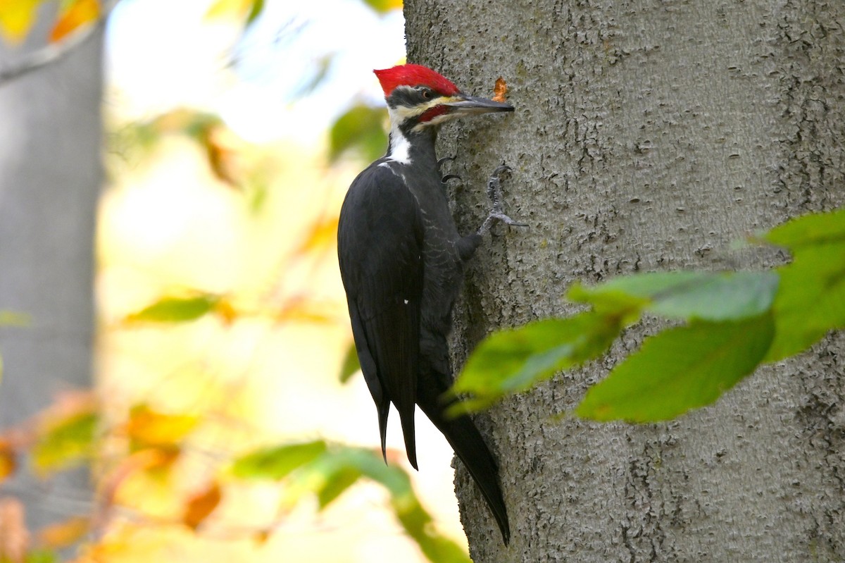 エボシクマゲラ - ML644144782