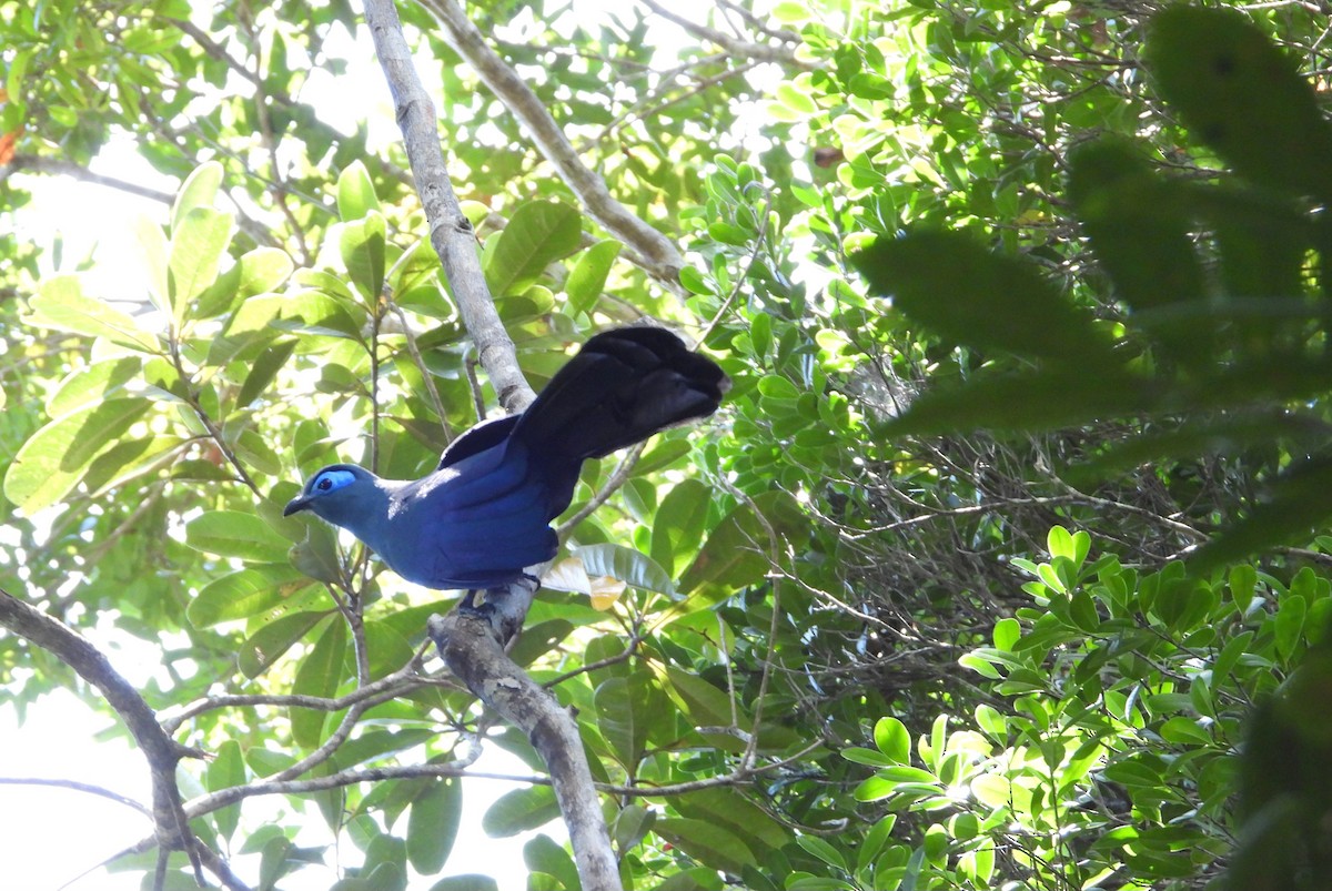 Blue Coua - ML644144828