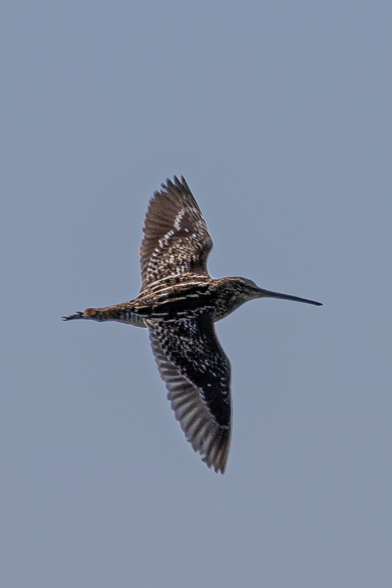 Pantanal Snipe - ML644144829