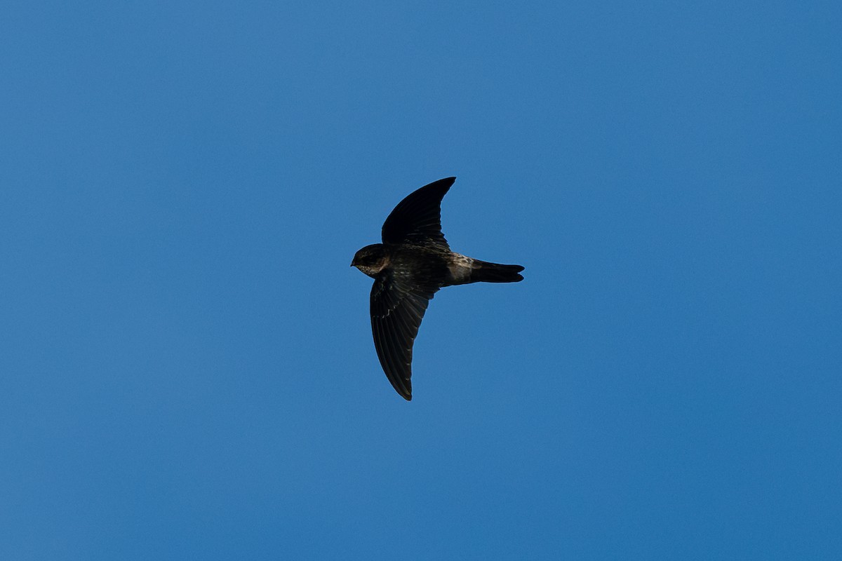 White-rumped Swiftlet - ML644144839