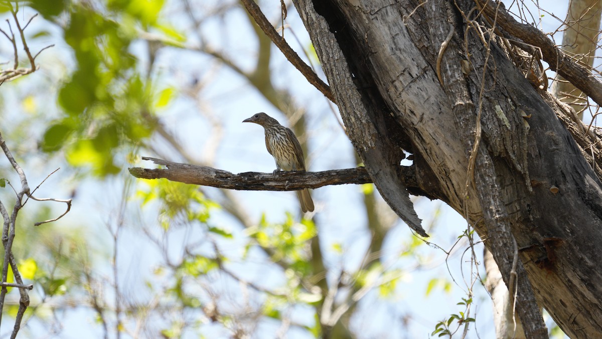 Australasian Figbird - ML644144856