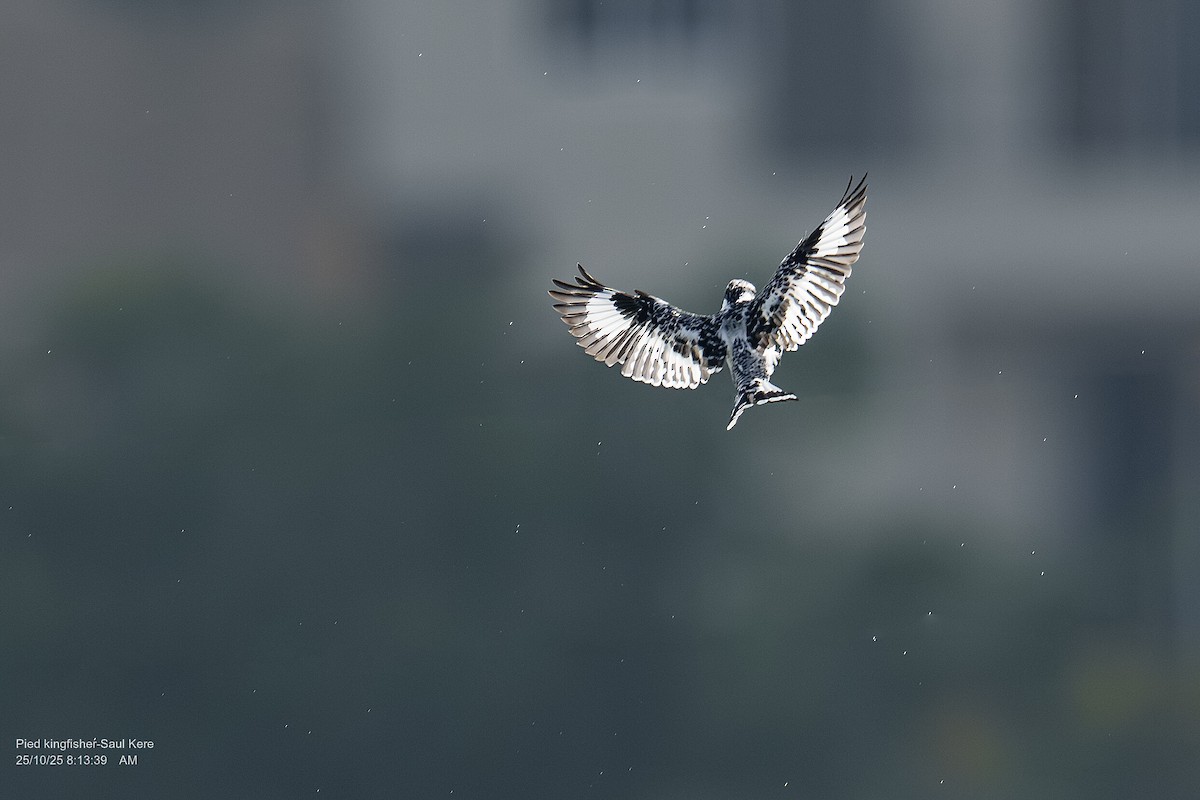 Pied Kingfisher - ML644144861