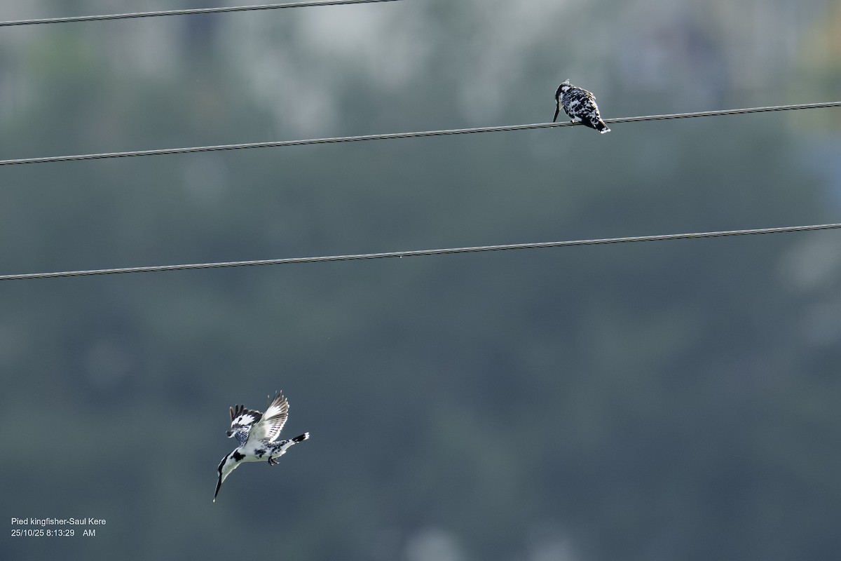 Pied Kingfisher - ML644144862
