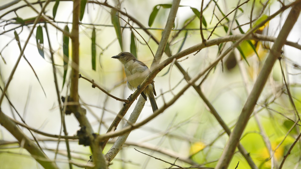 Gray Whistler - ML644144870