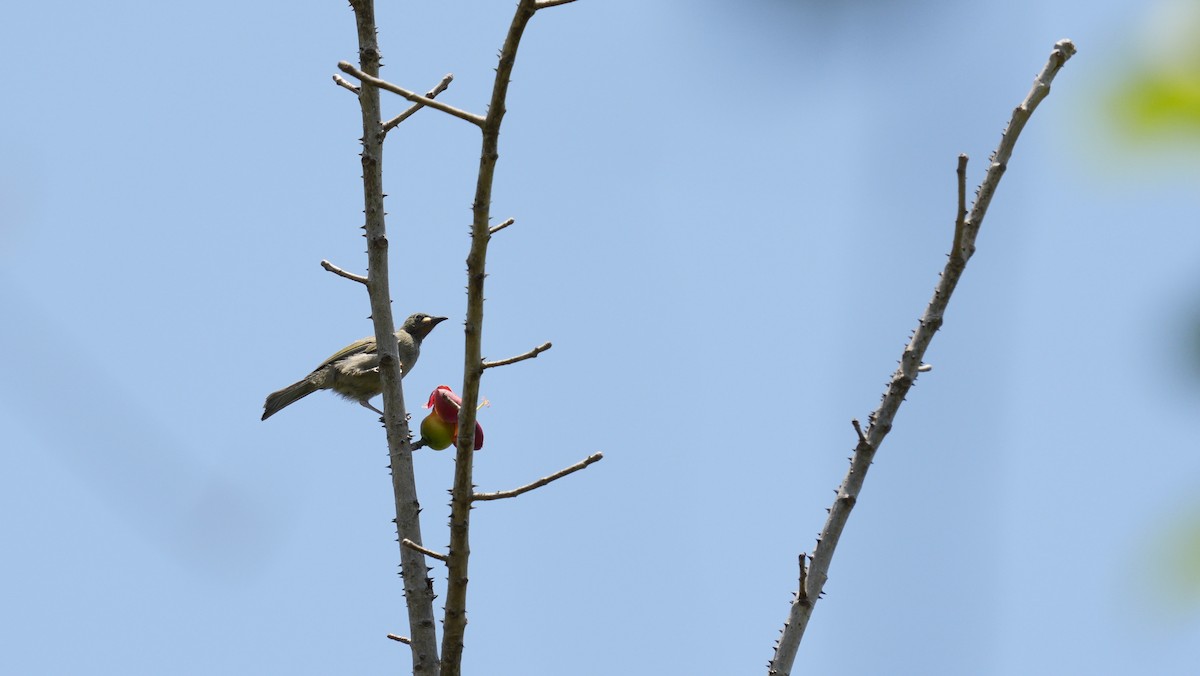 クチシロミツスイ - ML644144891