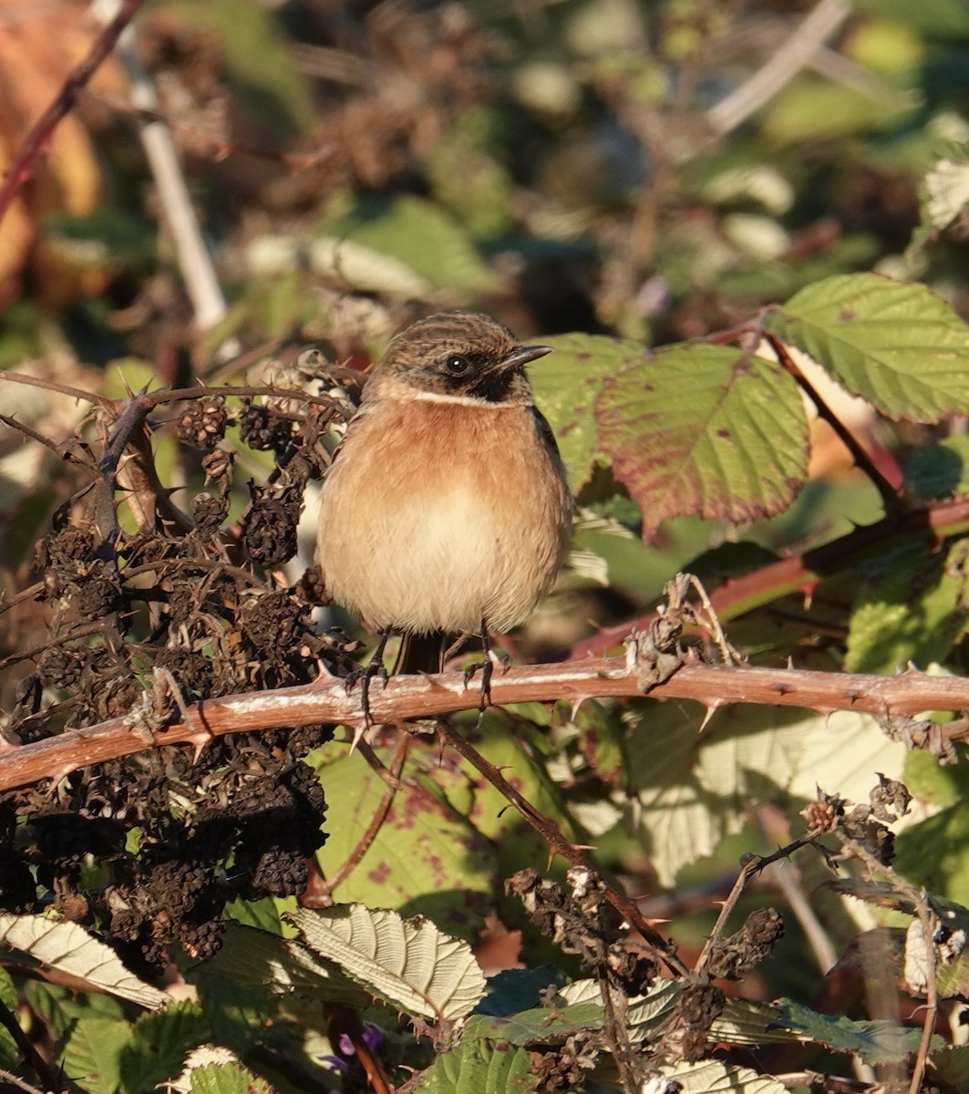 European Stonechat - ML644144896