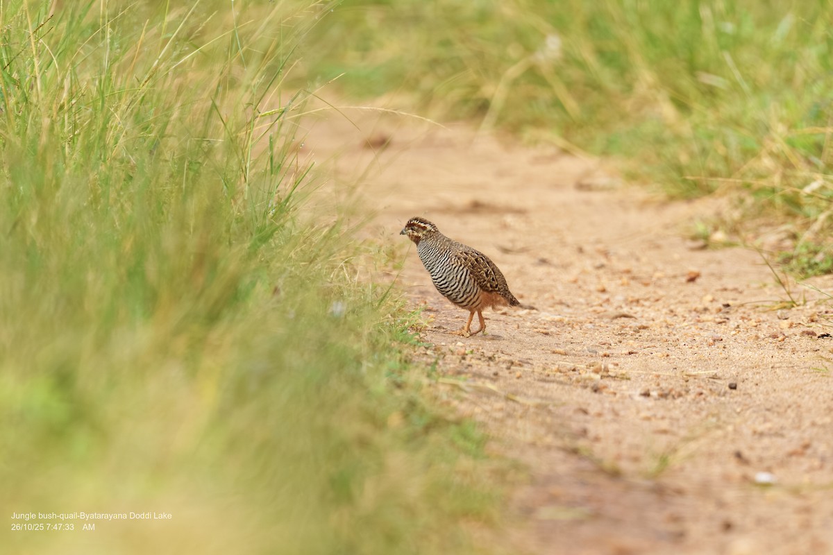 Jungle Bush-Quail - ML644144901