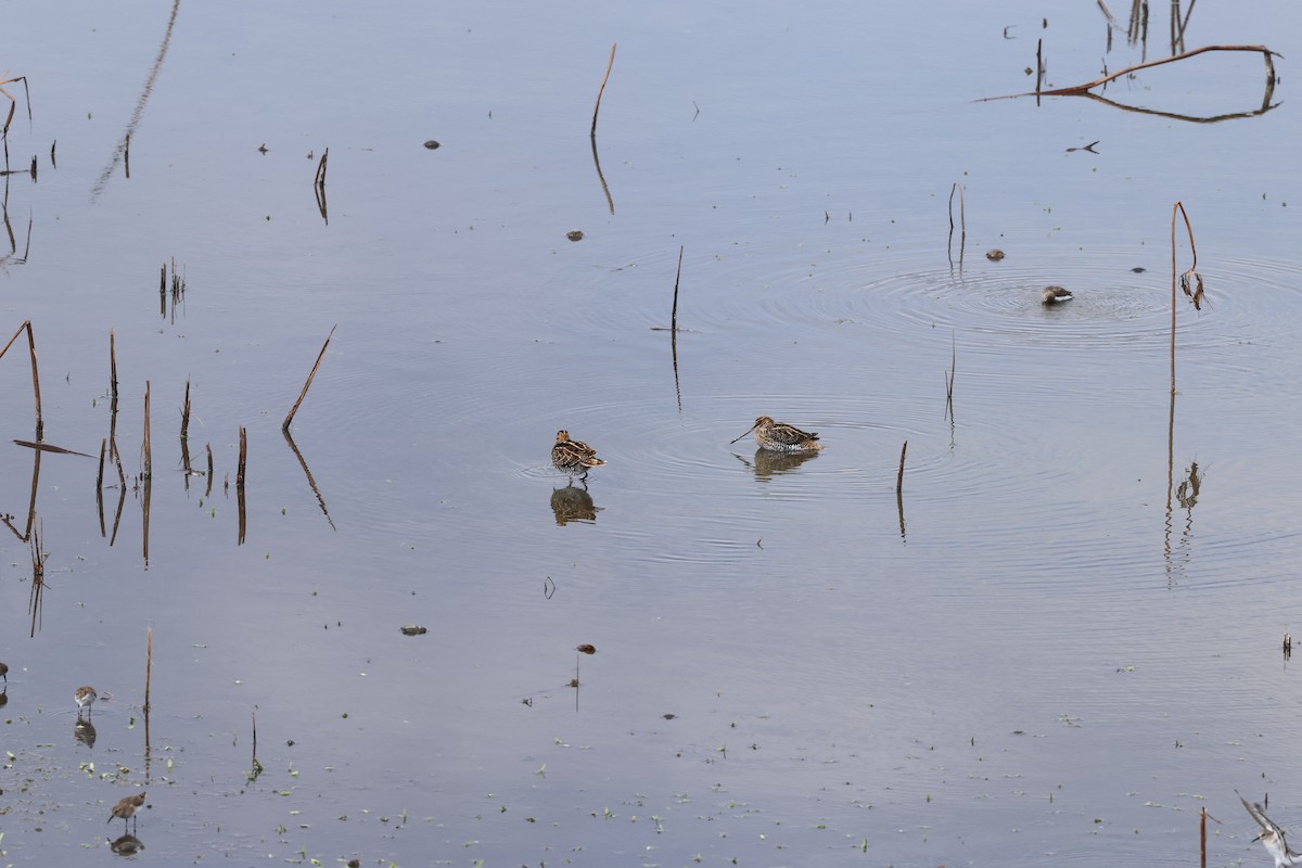 Wilson's Snipe - ML644144905
