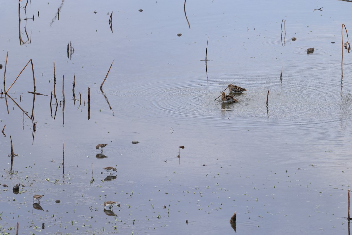 Wilson's Snipe - ML644144906