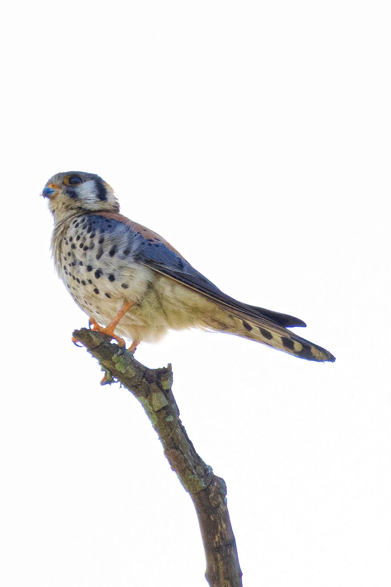 American Kestrel - ML644144908