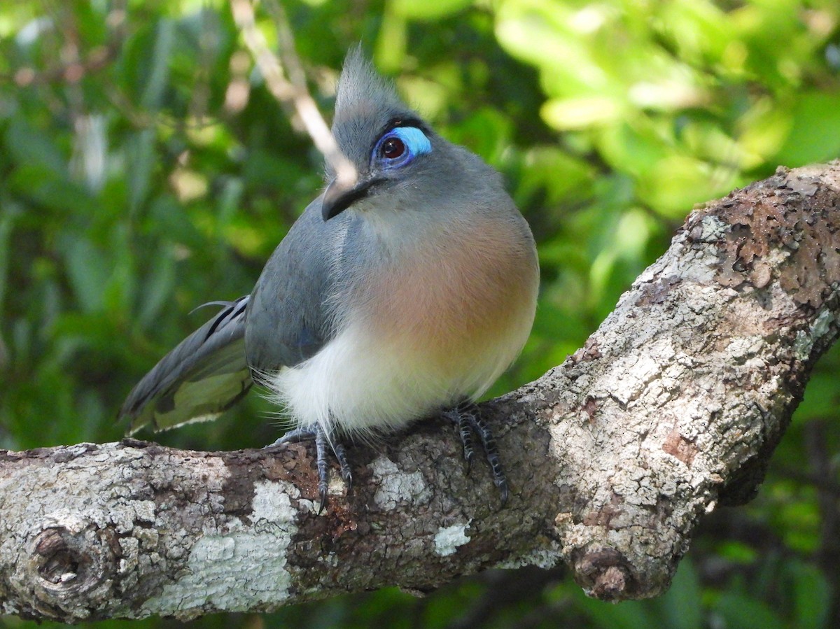 Crested Coua - ML644144910