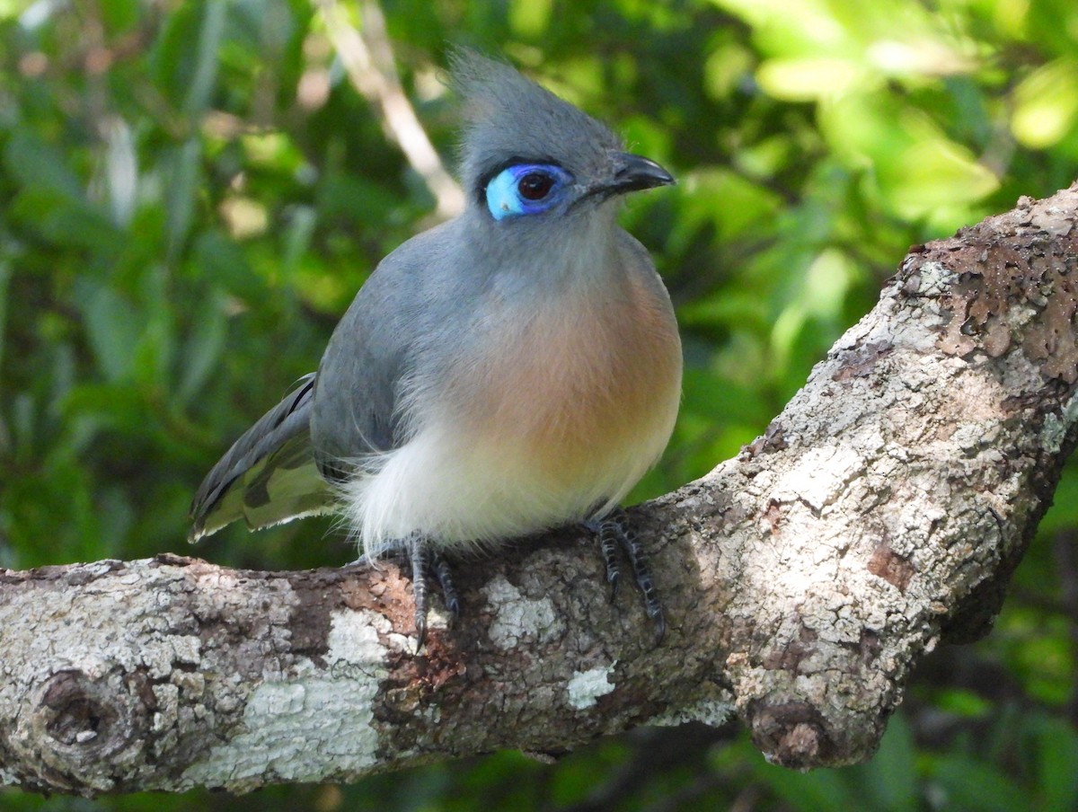 Crested Coua - ML644144911