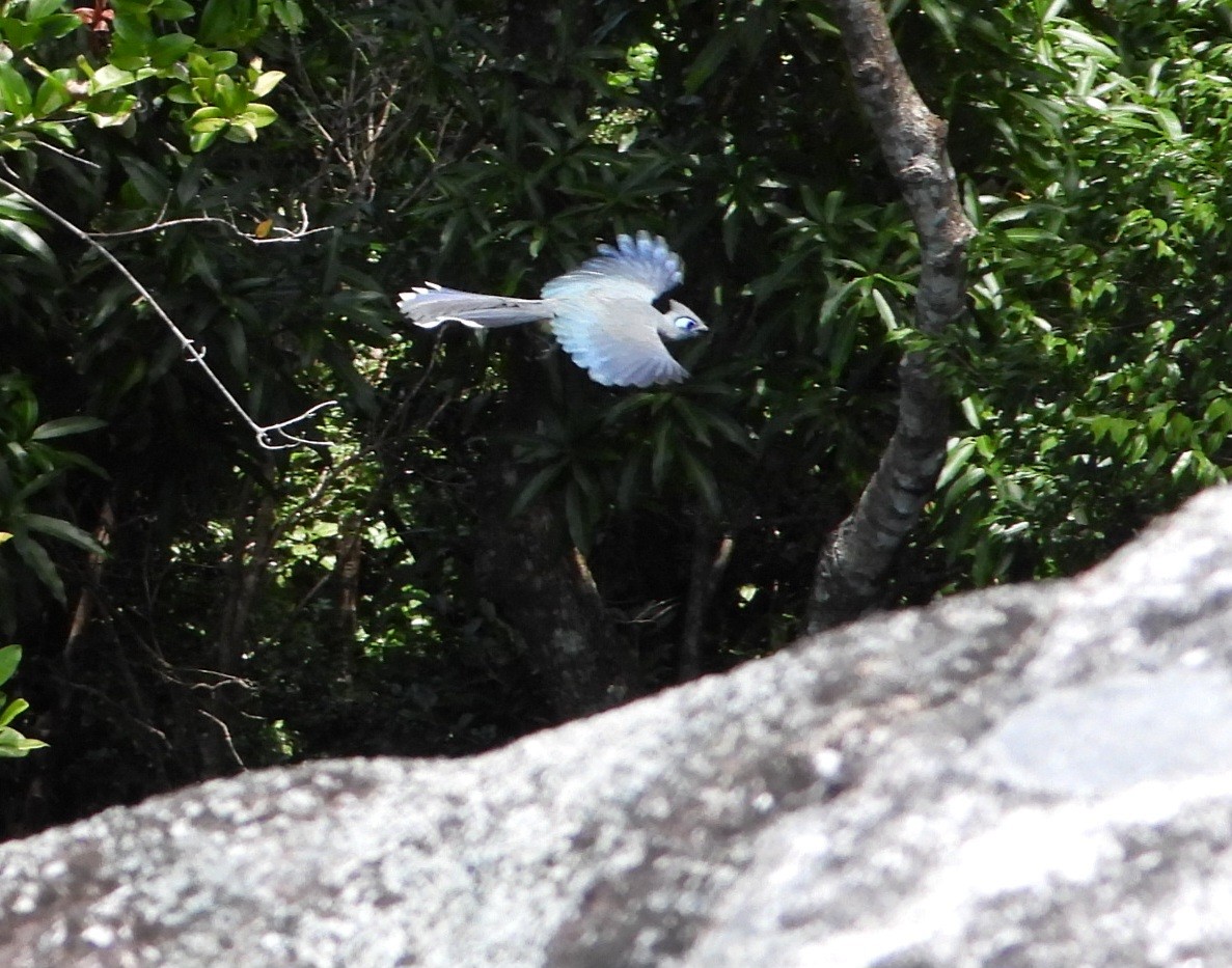 Crested Coua - ML644144912