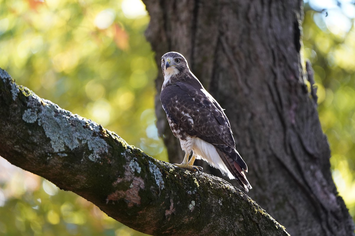 Red-tailed Hawk - ML644144916