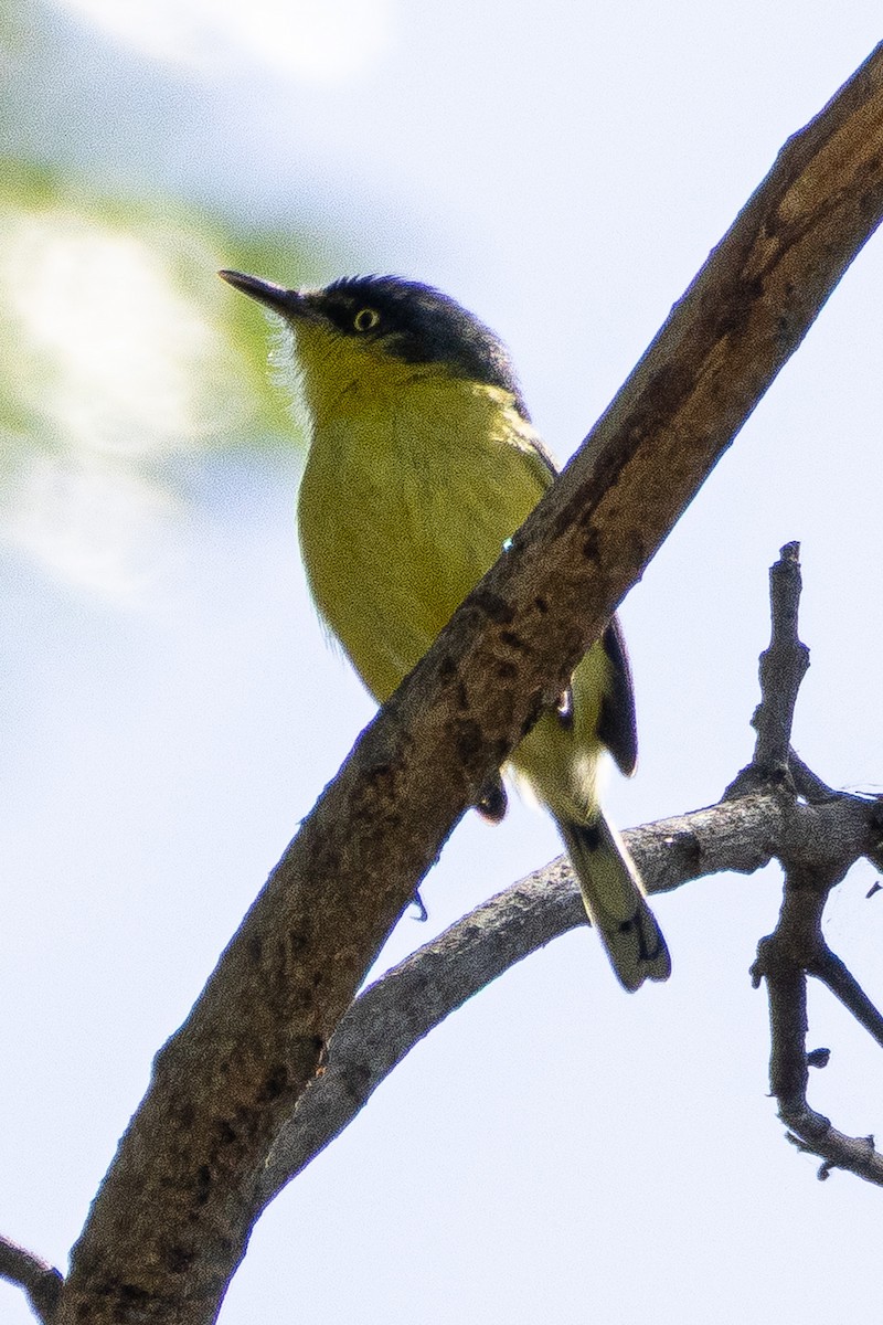 Common Tody-Flycatcher - ML644144924