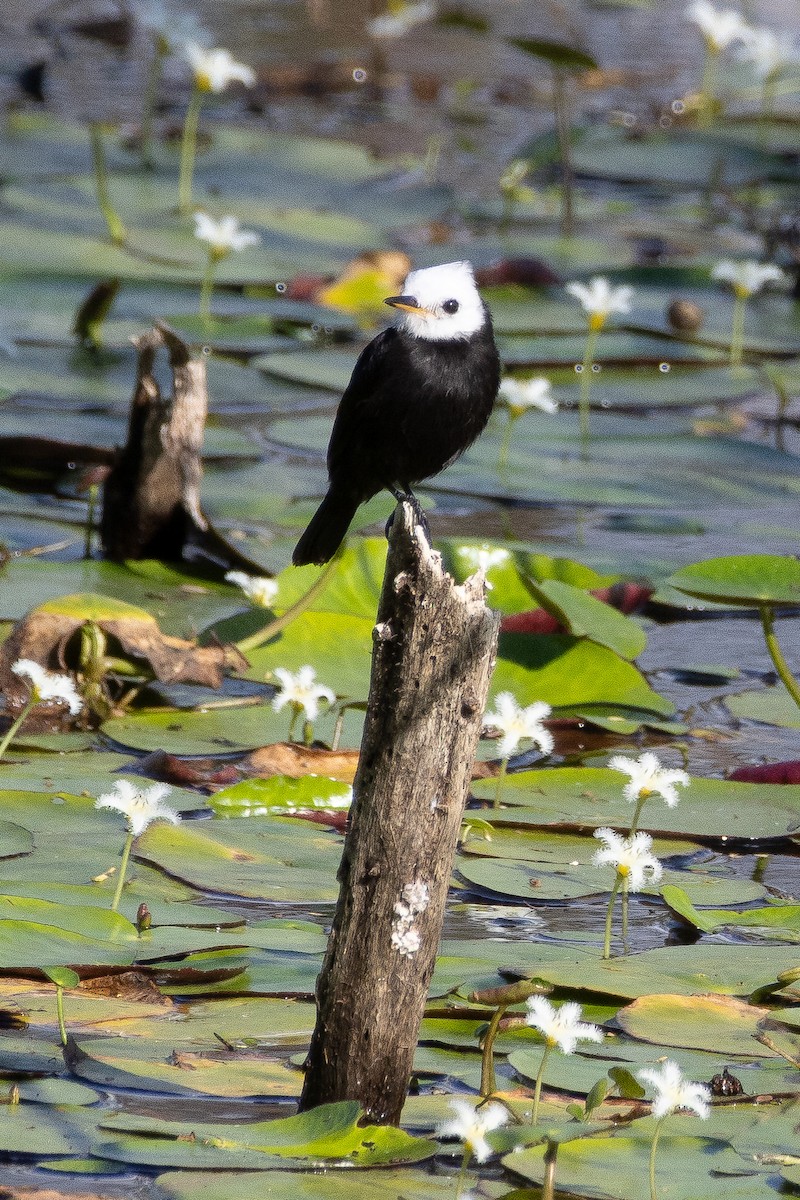 White-headed Marsh Tyrant - ML644144931