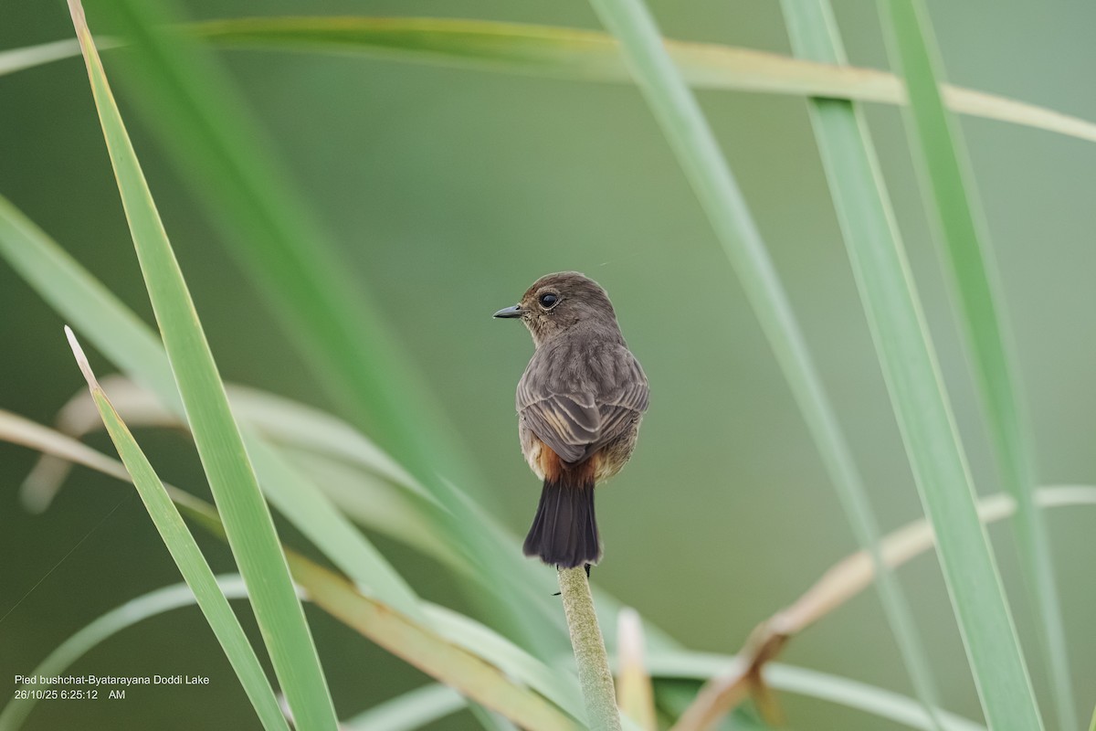 Pied Bushchat - ML644144939