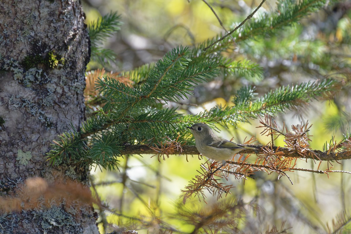 Ruby-crowned Kinglet - ML644144942