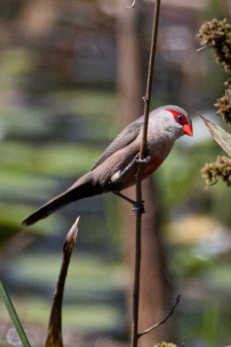Common Waxbill - ML644144943