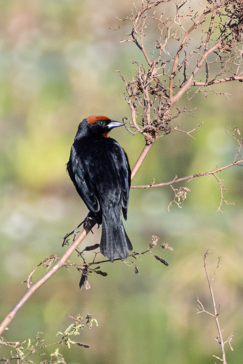 Chestnut-capped Blackbird - ML644144949