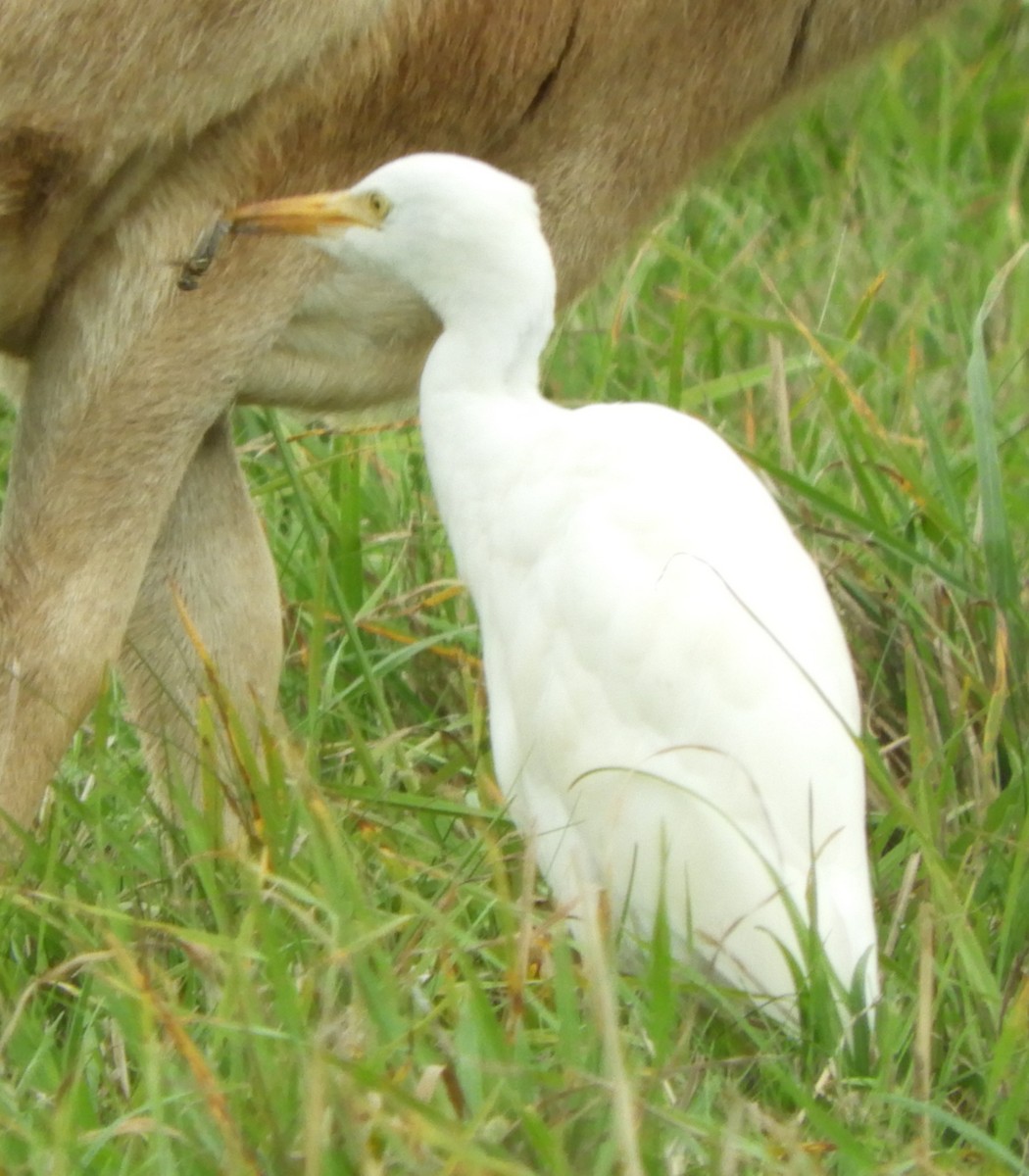 Airone guardabuoi - ML644144950