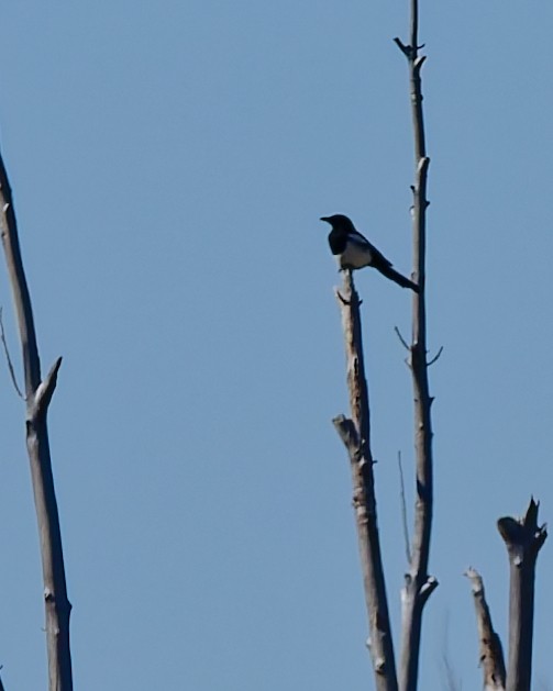 Black-billed Magpie - ML644144955