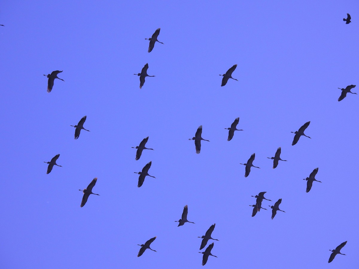 Common Crane - ML644144956