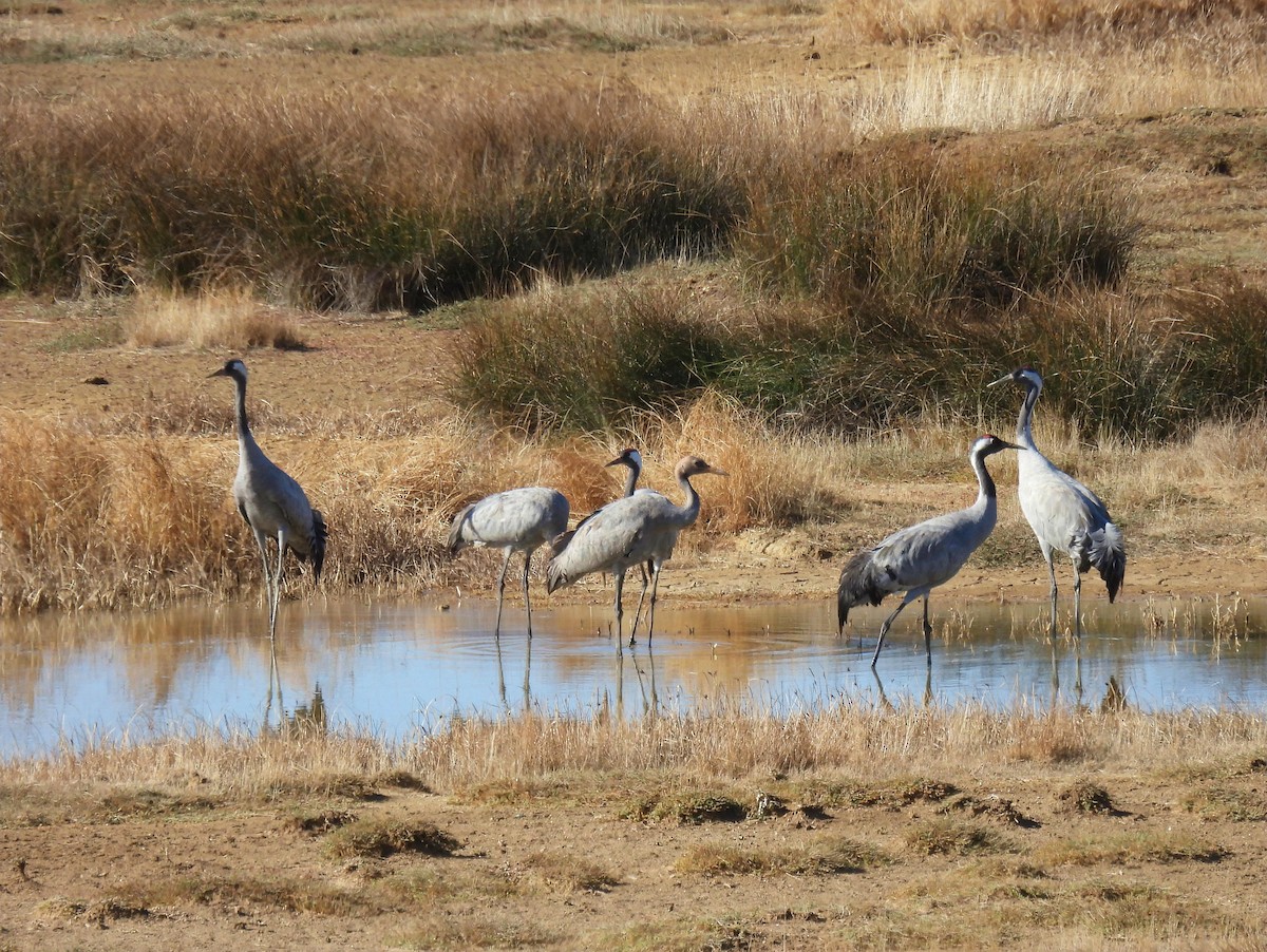 Common Crane - ML644144957