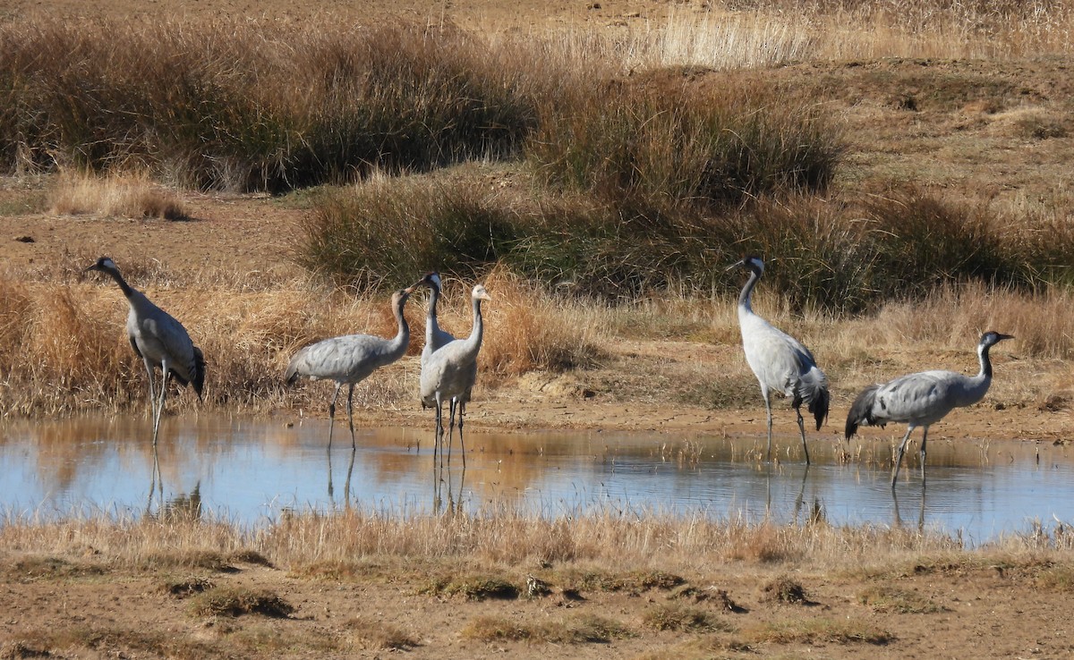 Common Crane - ML644144958
