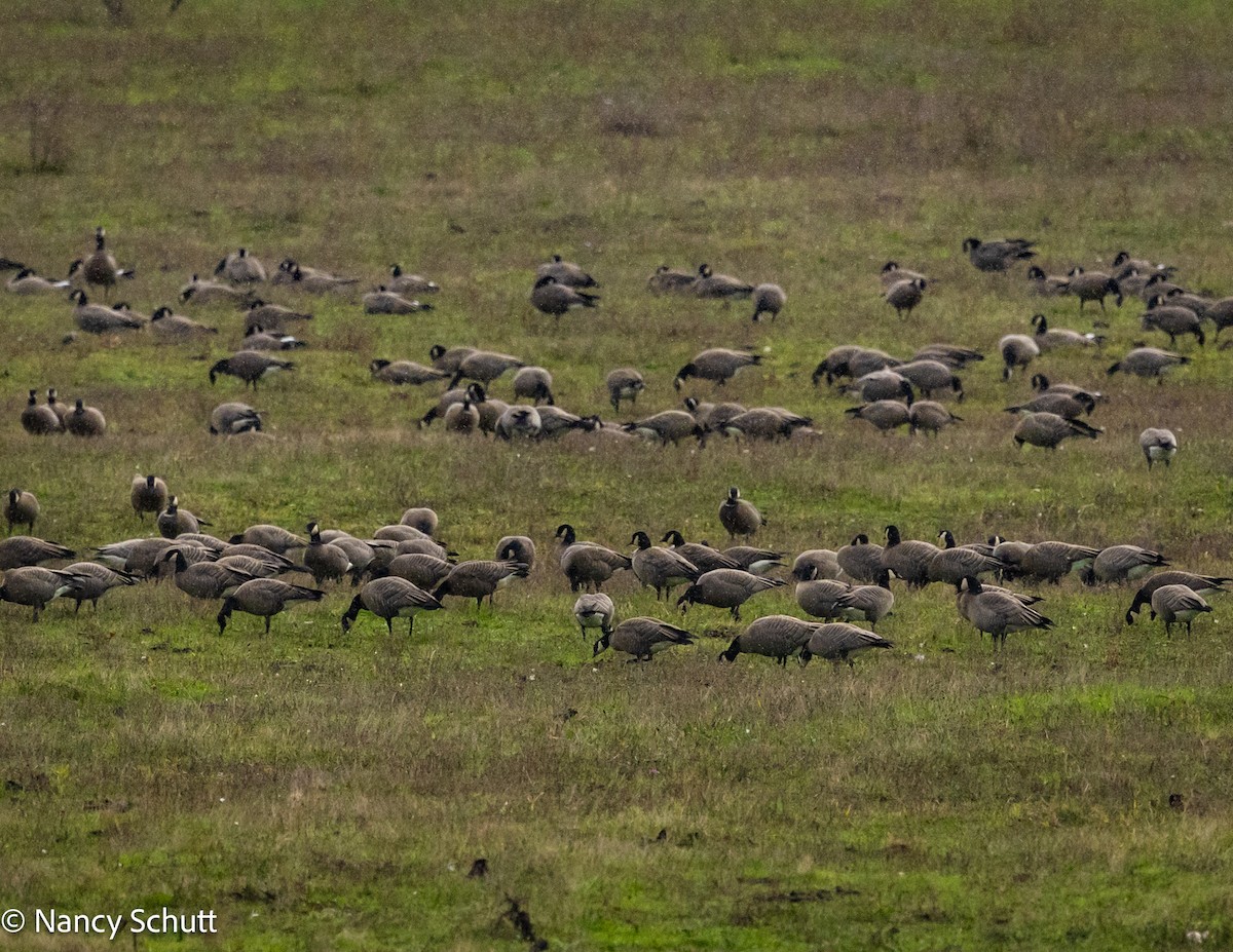 Cackling Goose - ML644144963