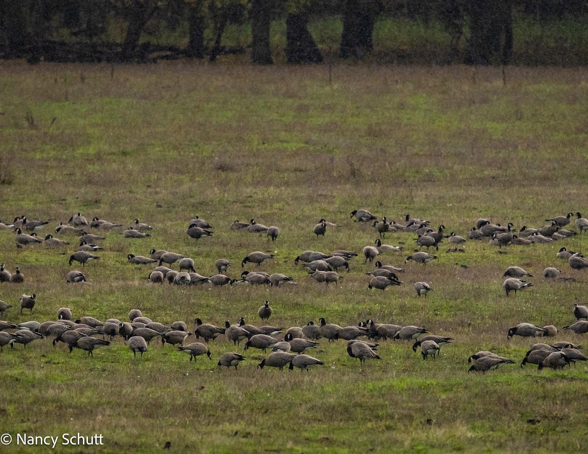 Cackling Goose - ML644144982