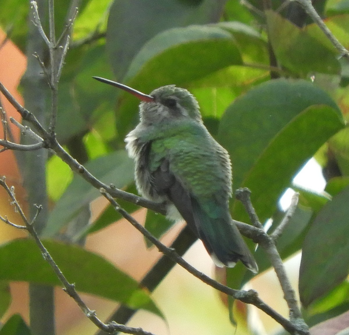Broad-billed Hummingbird - ML644144992